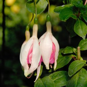 
Lilibet